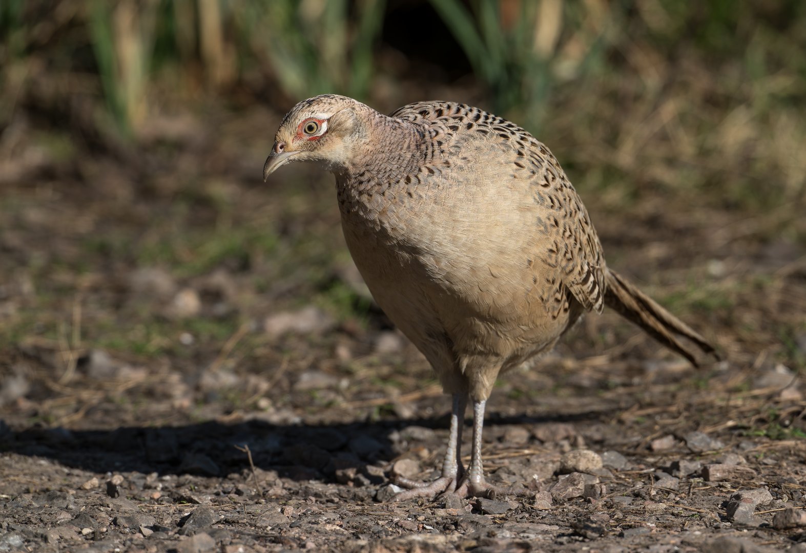 Female pheasant (wild) UK