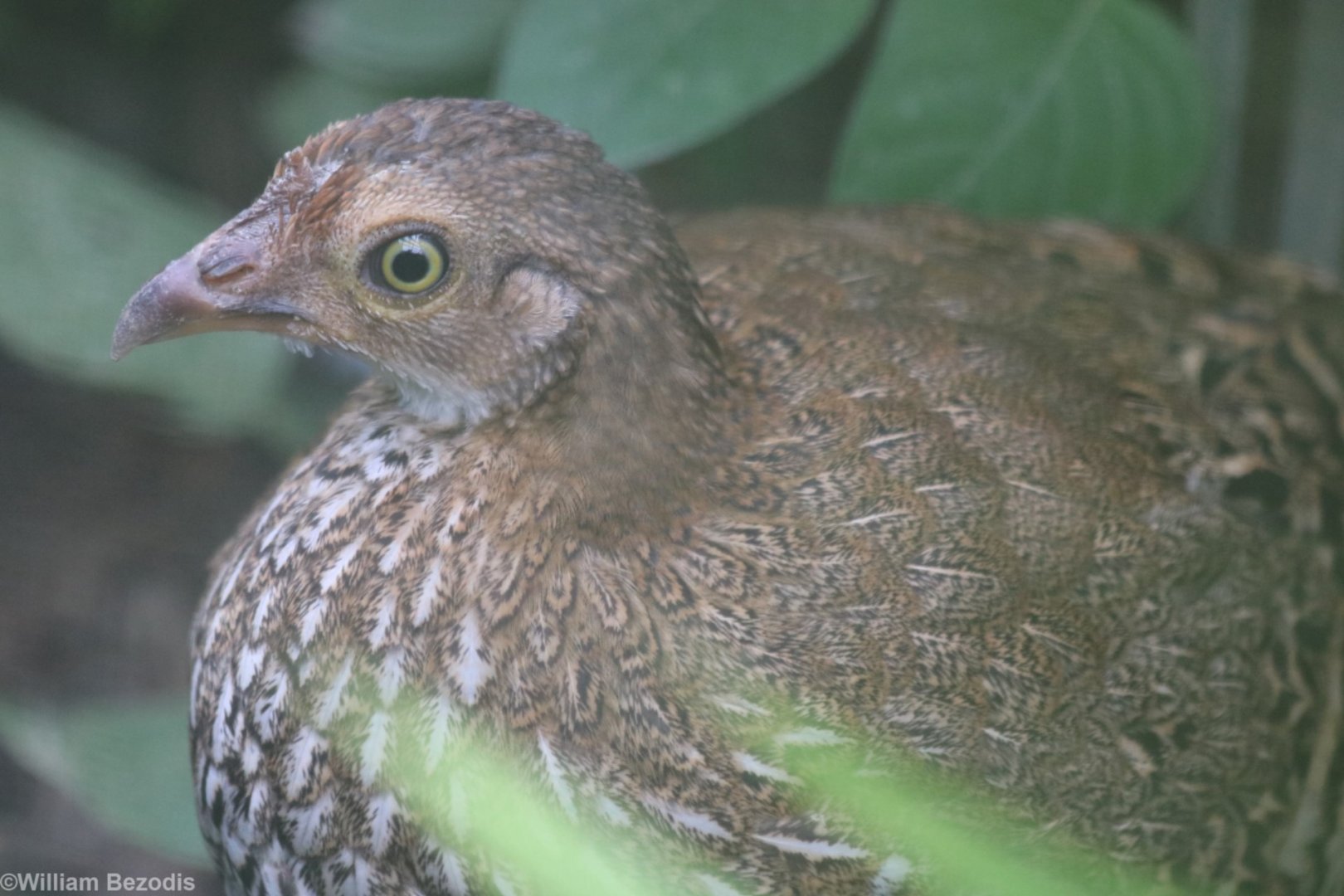 Female Pheasant