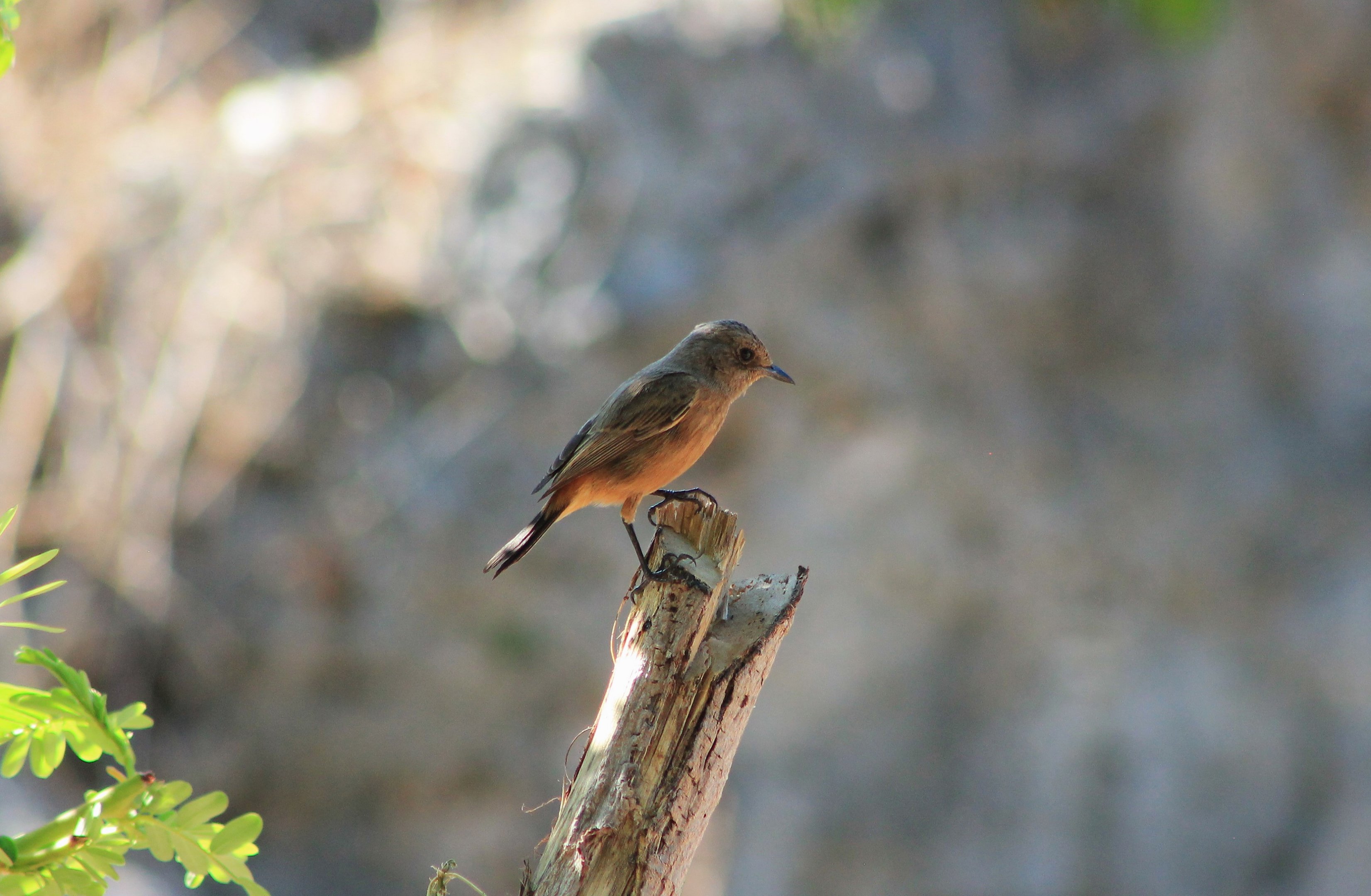 female Pied Chat (Saxicola caprata)