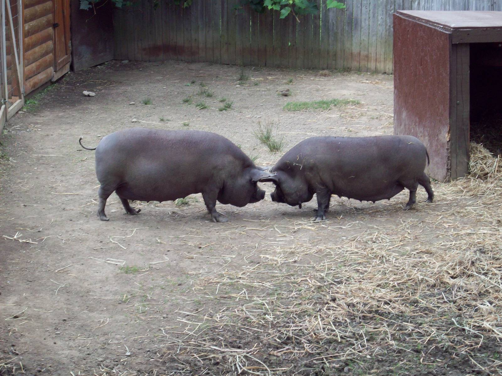 Female Pigs