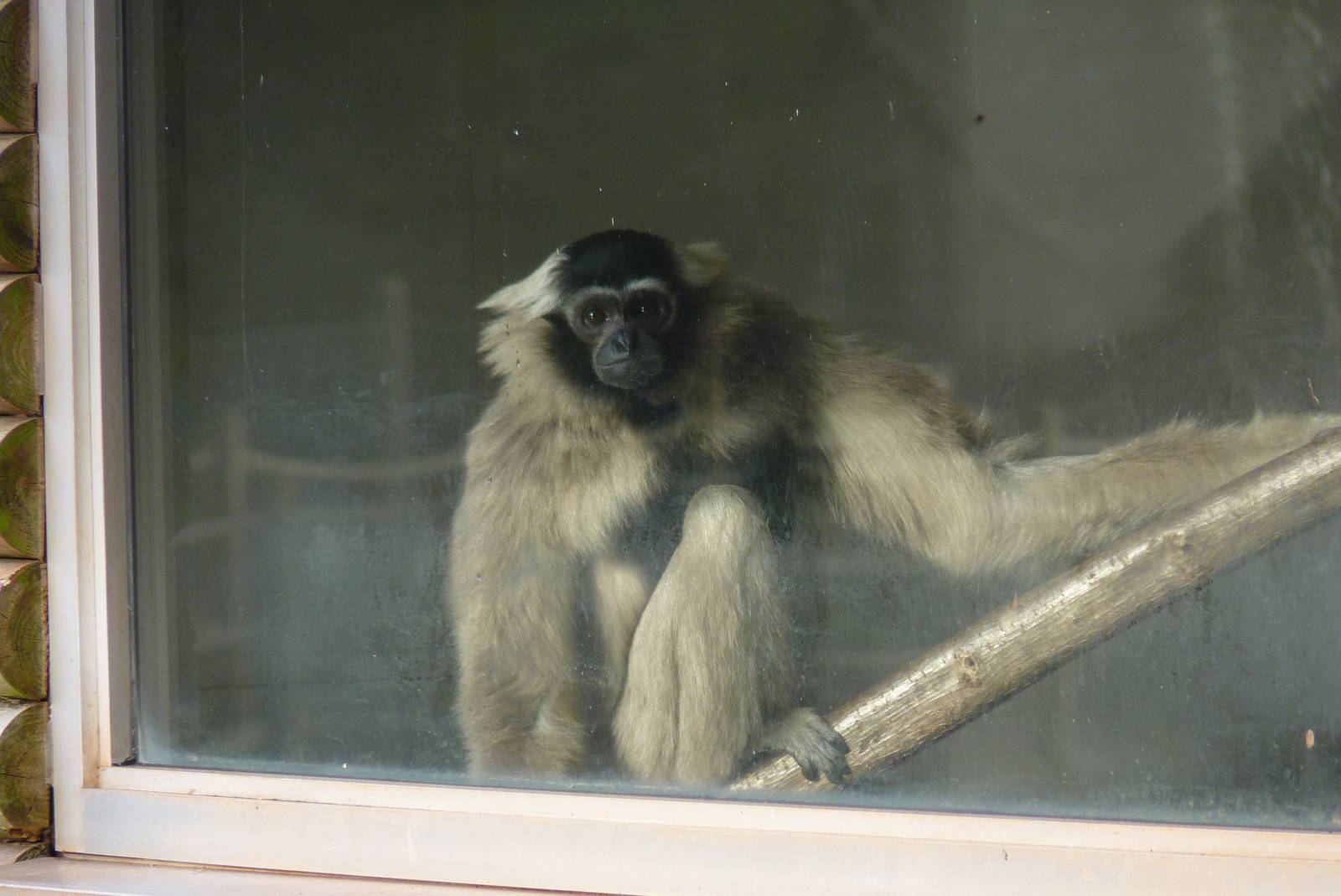 Female Pileated Gibbon, 11 December 2013