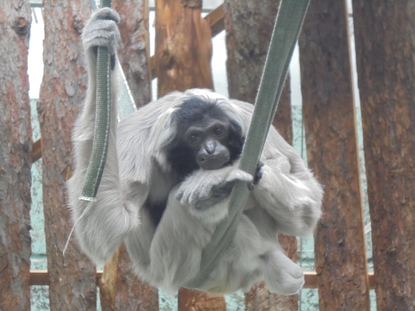 Female Pileated Gibbon