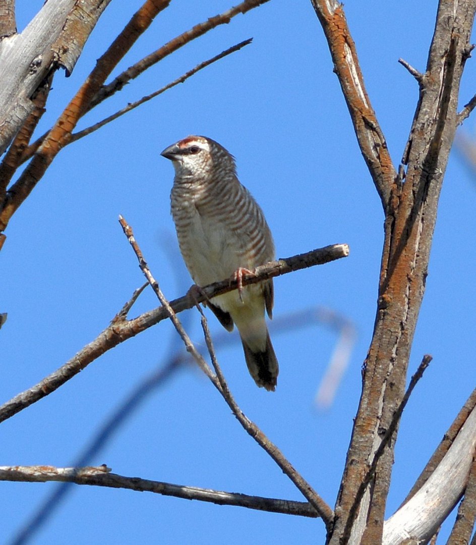 Female plum-headed finch