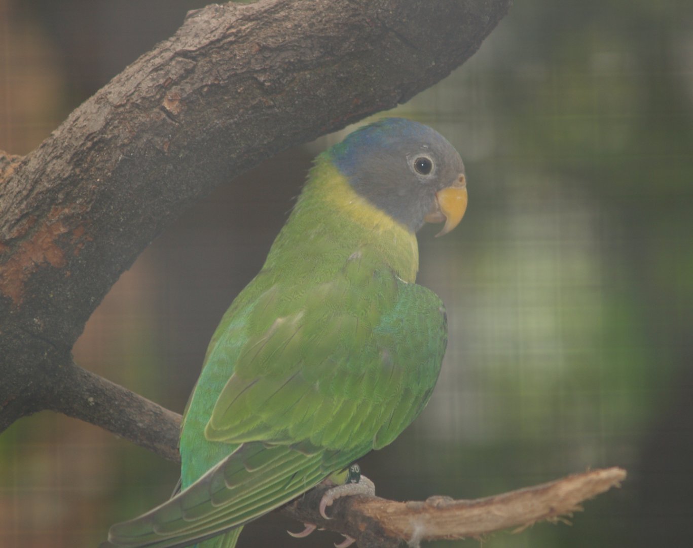 Female Plum-headed parakeet (Psittacula cyanocephala), 2006-07-18