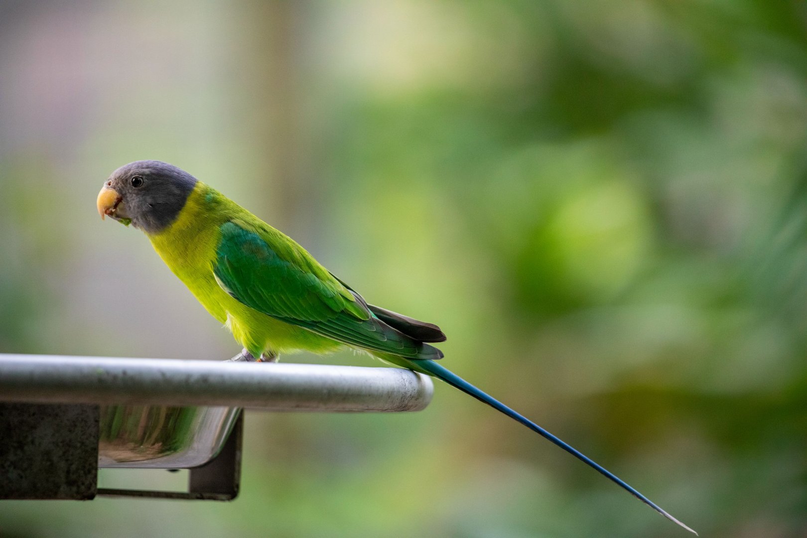 Female Plum-headed parakeet  (Psittacula cyanocephala)