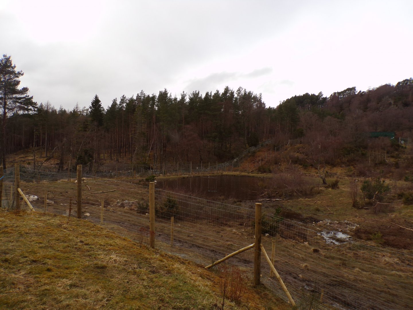 Female polar bear (and Brodie’s) enclosure 5.4.24