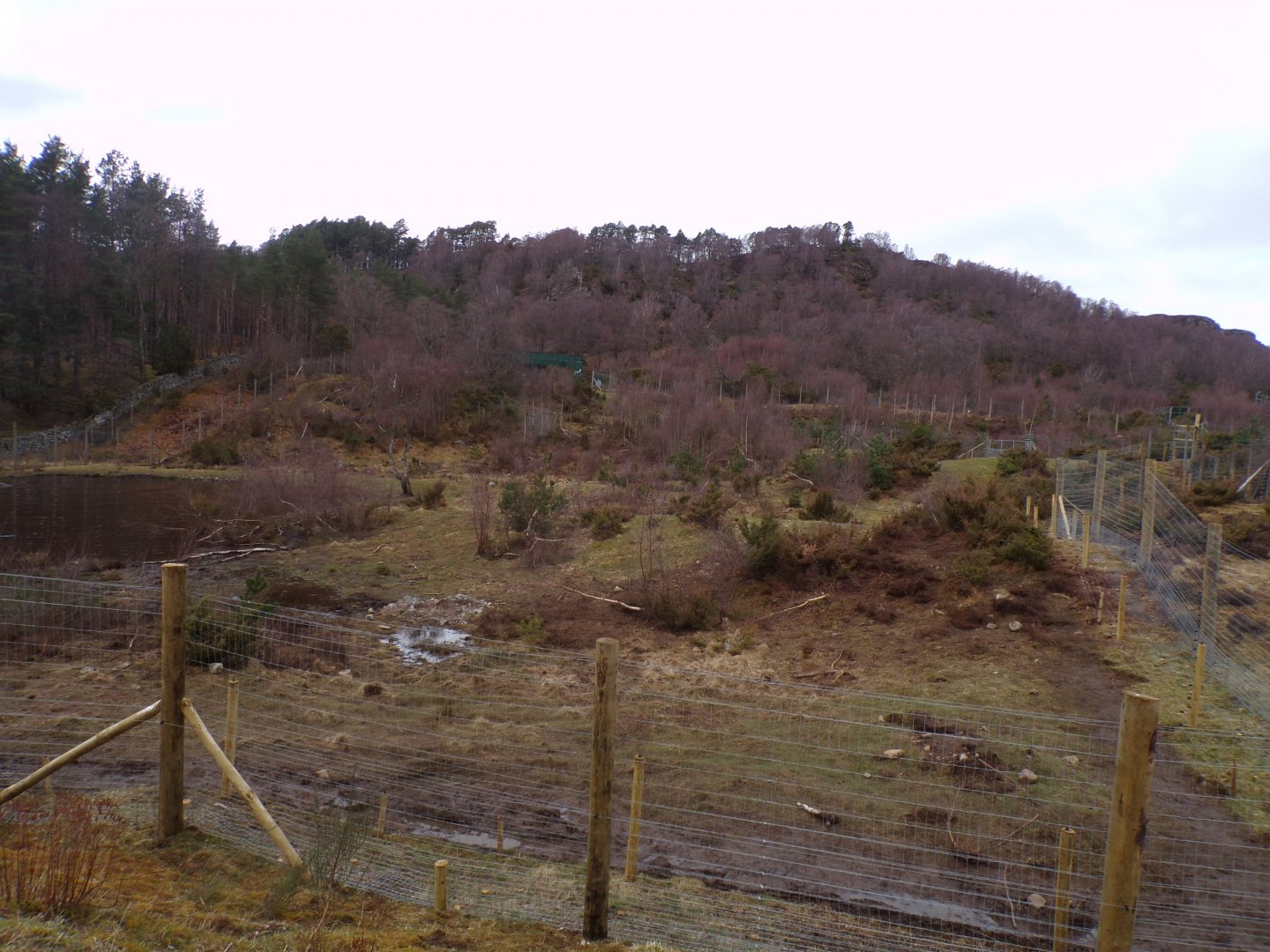 Female polar bear (and Brodie’s) enclosure 5.4.24