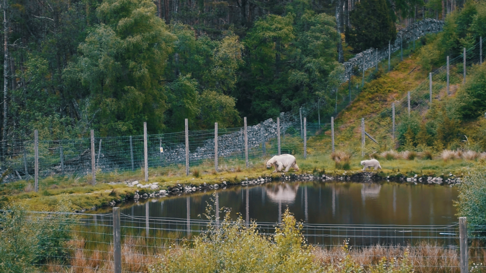 Female Polar Bear and cub 'Brodie'
