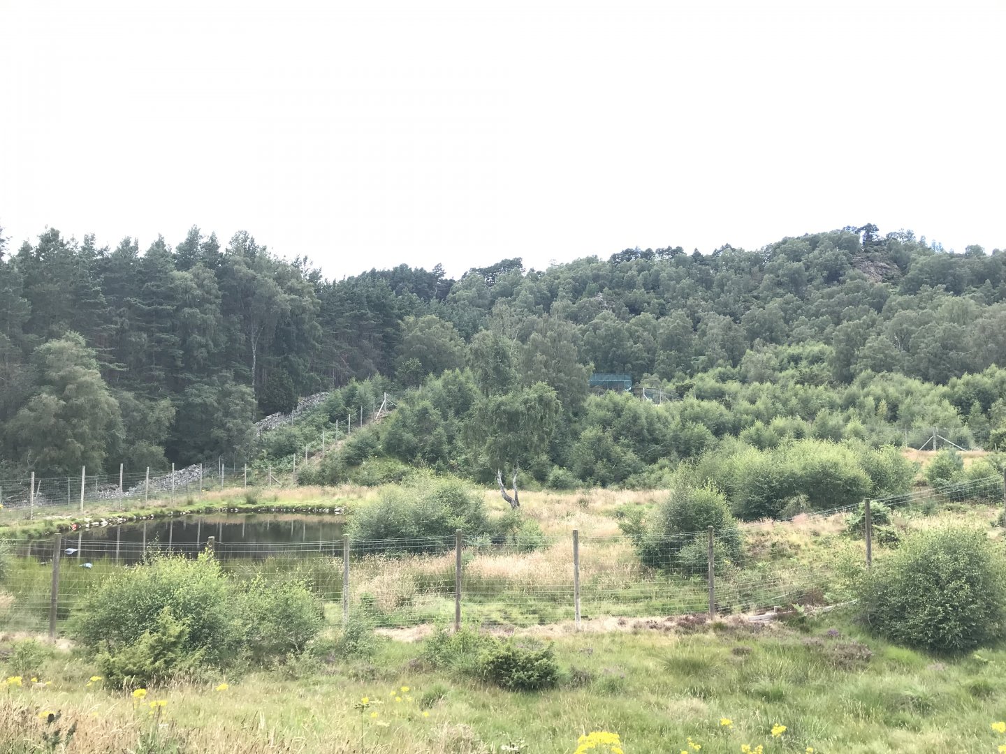 Female polar bear enclosure