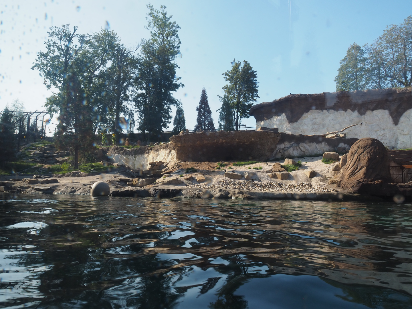 Female polar bear exhibit, 2020-09-02