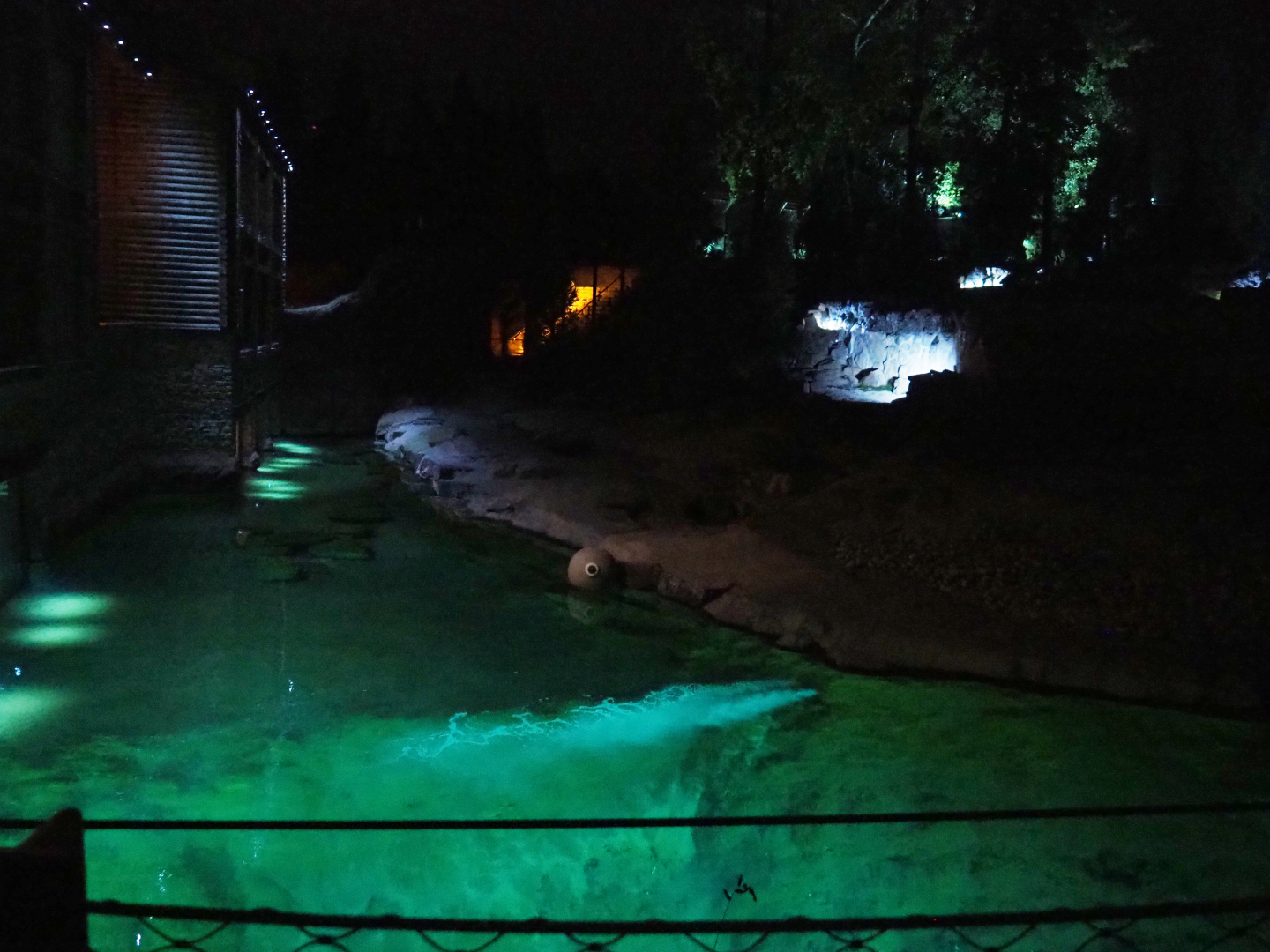 Female Polar bear exhibit in the evening, 2020-09-02