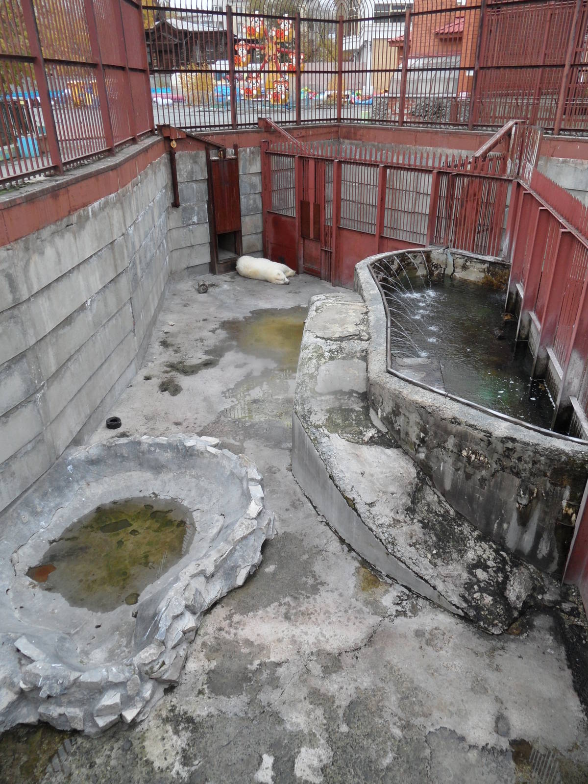 Female polar bear exhibit