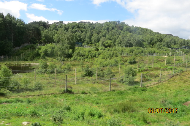 Female Polar Bear Exhibit