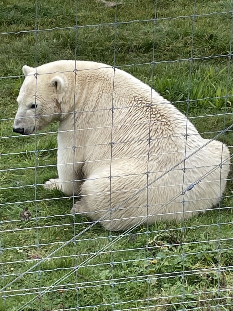 Female Polar Bear, Hope