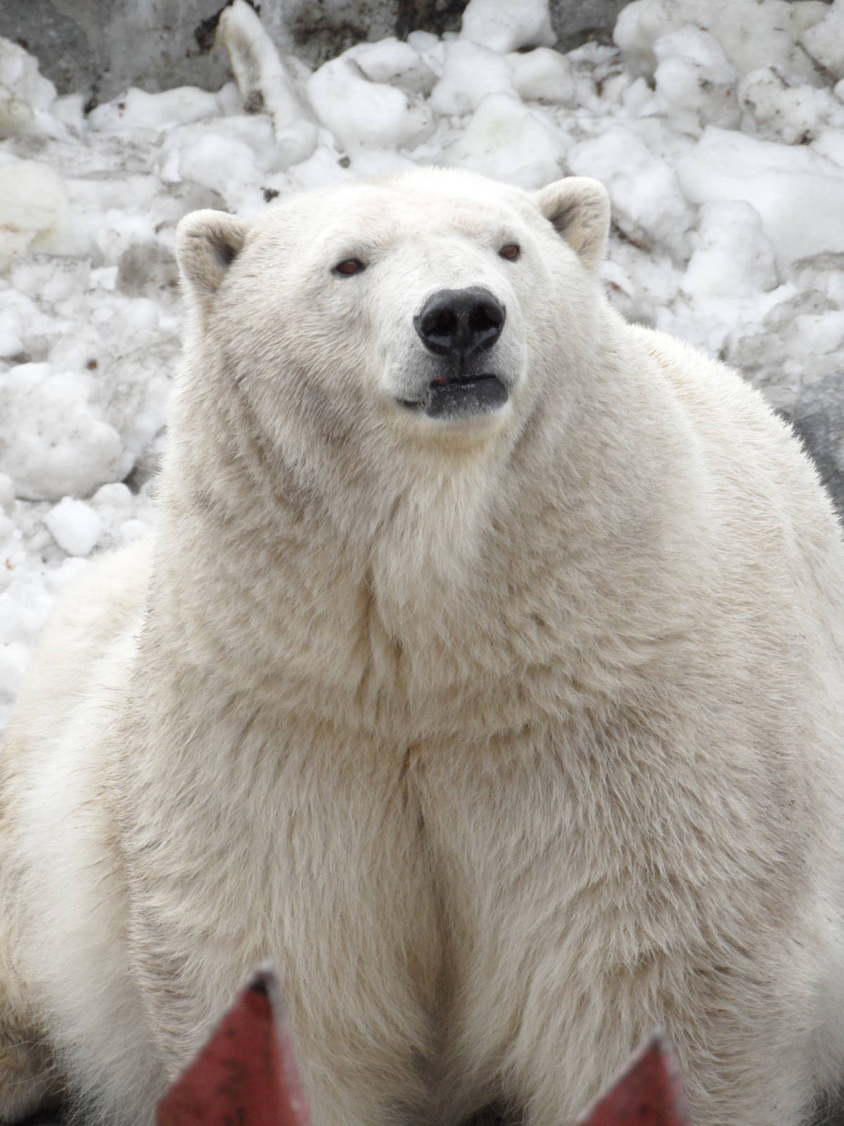 Female polar bear