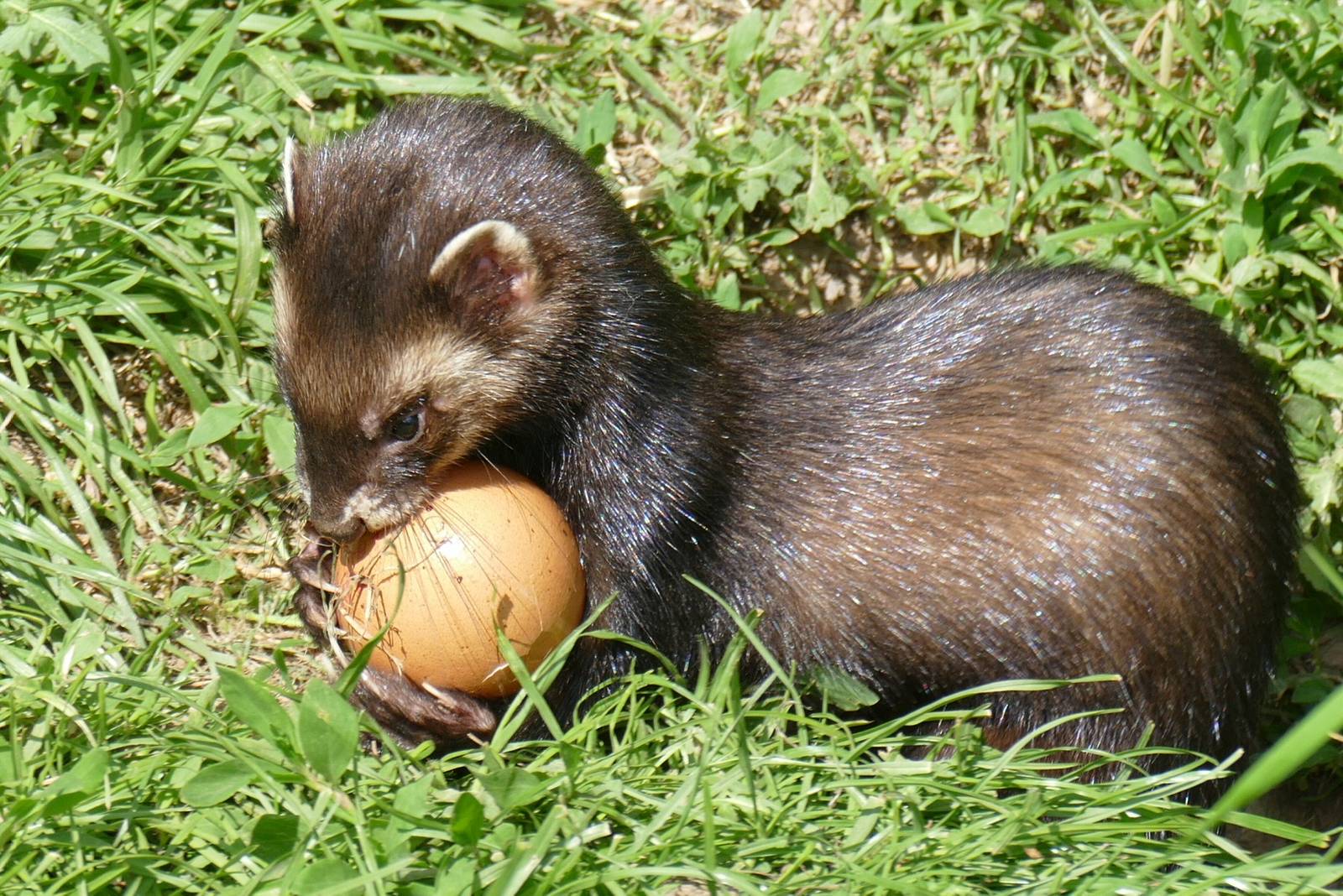 Female Polecat with an Egg