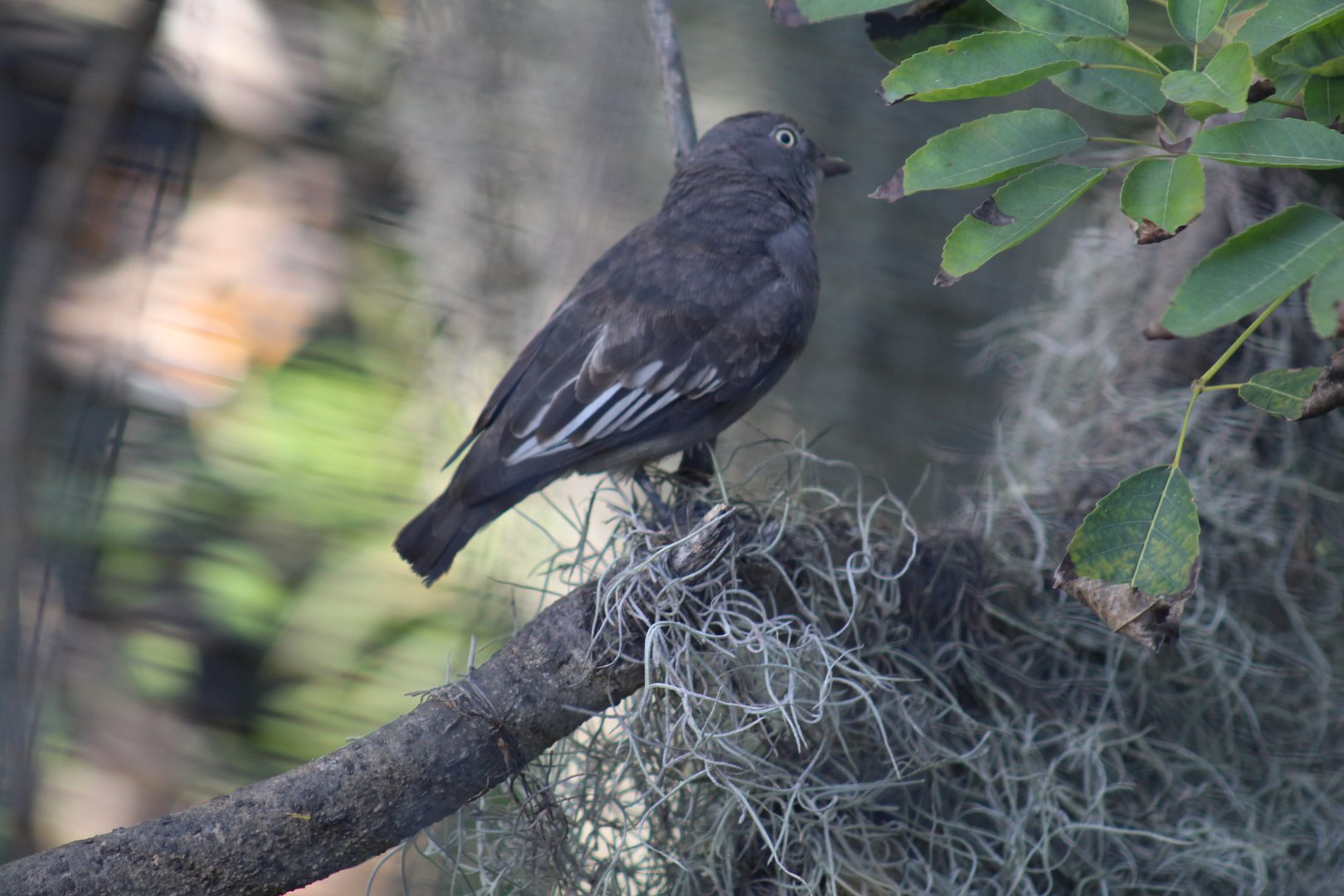 Female Pompadour Cotinga