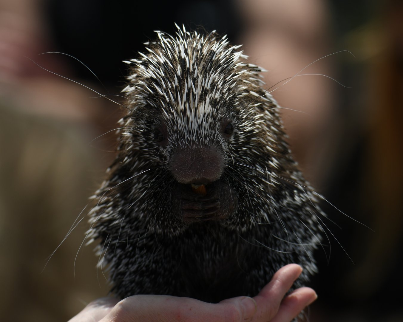 Female prehensile-tailed porcupine - 2 months old