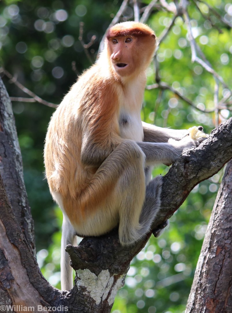Female Proboscis Monkey - Labuk Bay