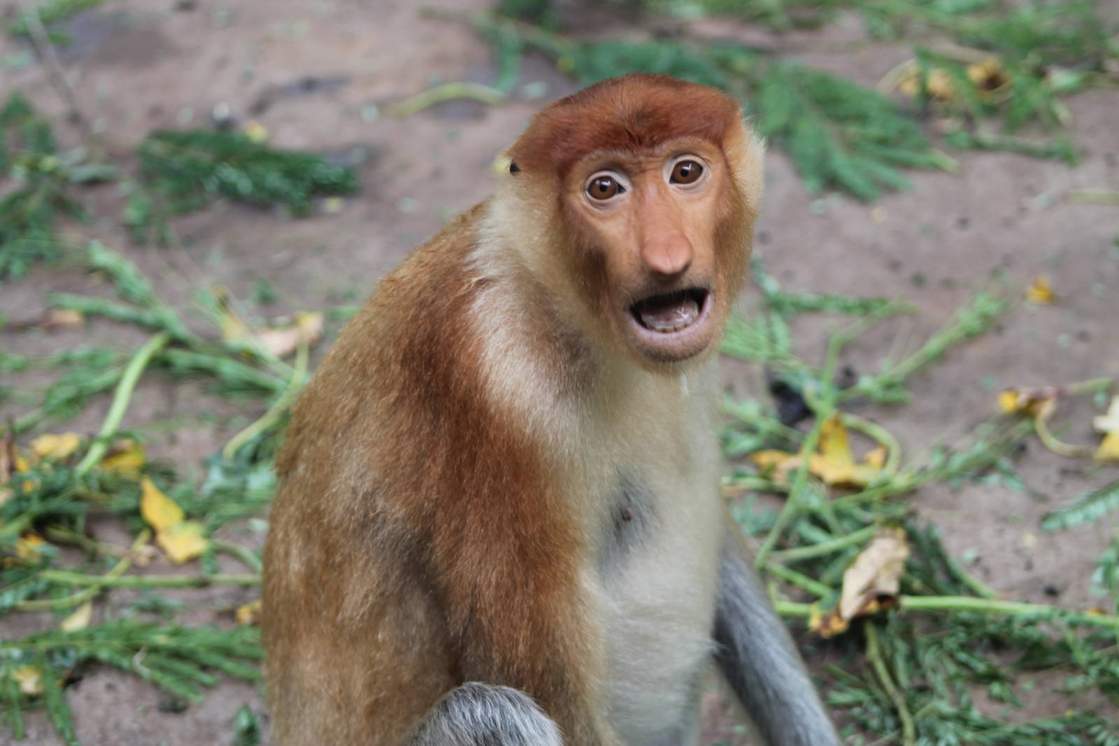 female Proboscis Monkey (Nasalis larvatus)