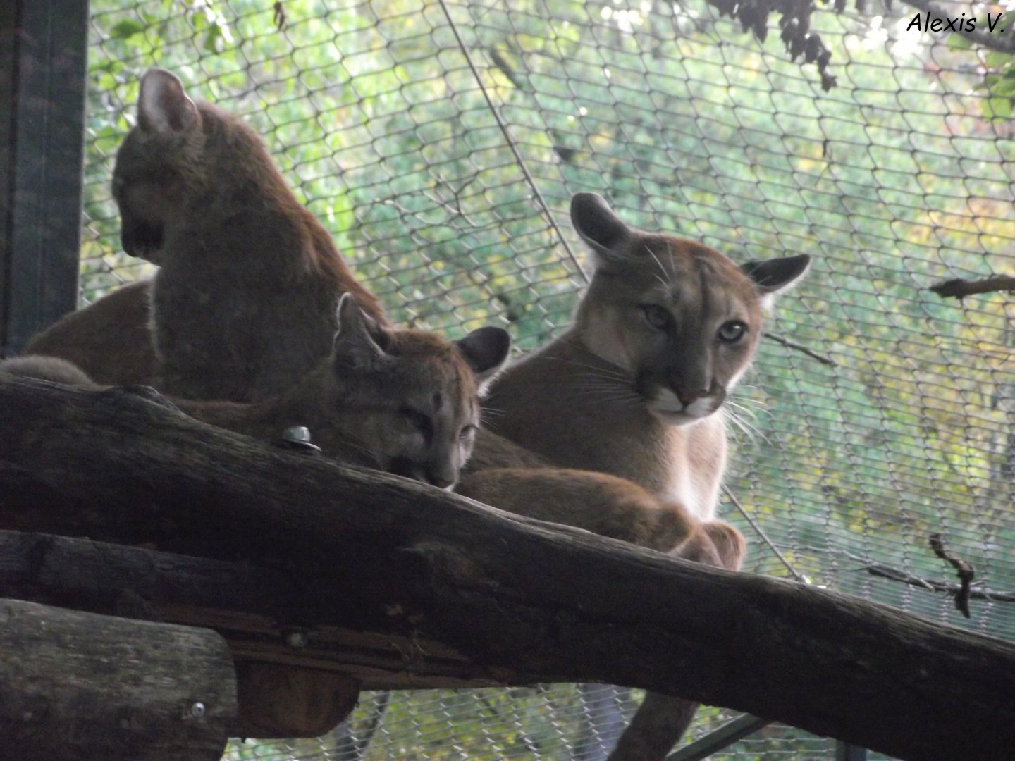 Female Puma and its cubs - Zooparc de Beauval - 10/2020