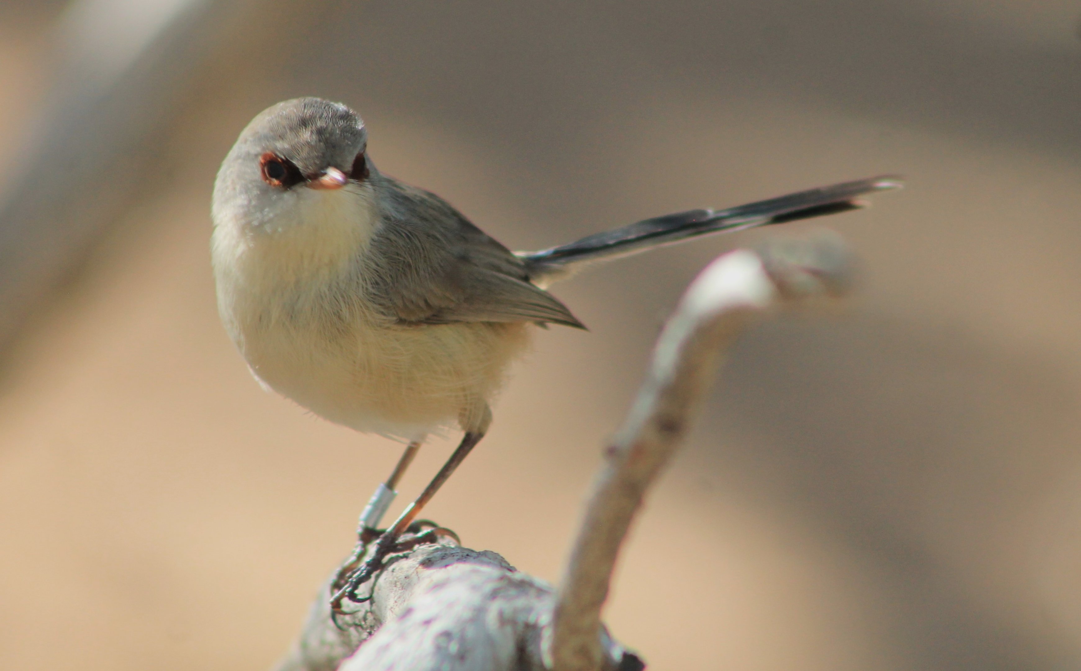 female Purple-backed Fairy-Wren (Malurus assimilis)