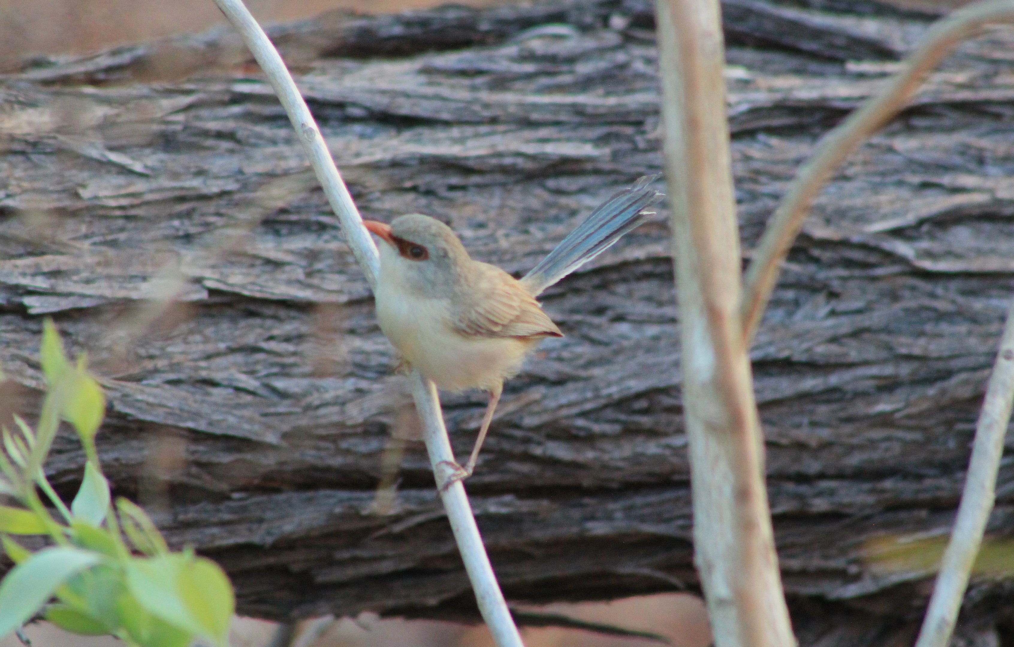 female Purple-backed Fairy-Wren (Malurus assimilis)