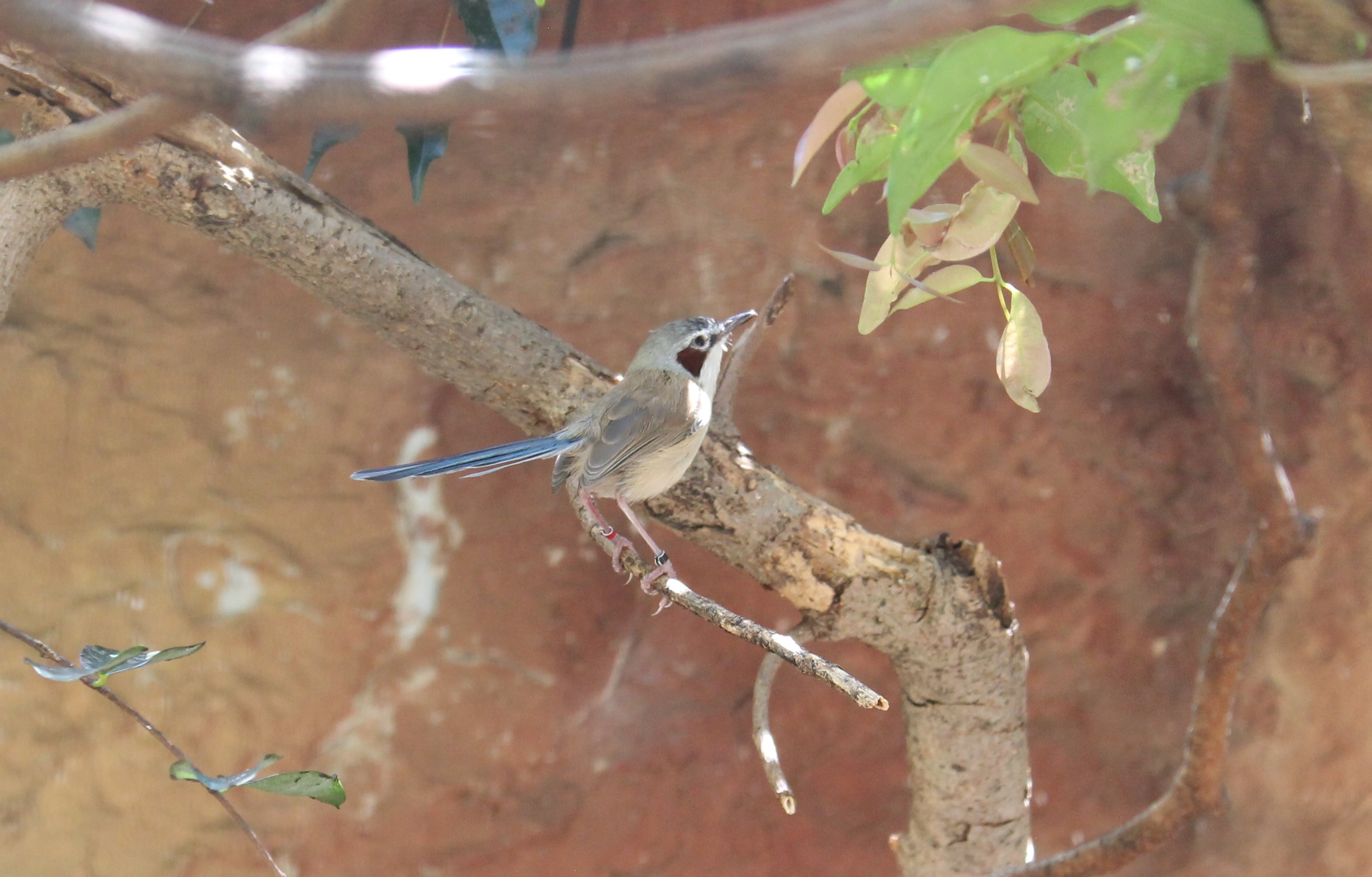 Female Purple-crowned Fairy Wren (Malurus coronatus)