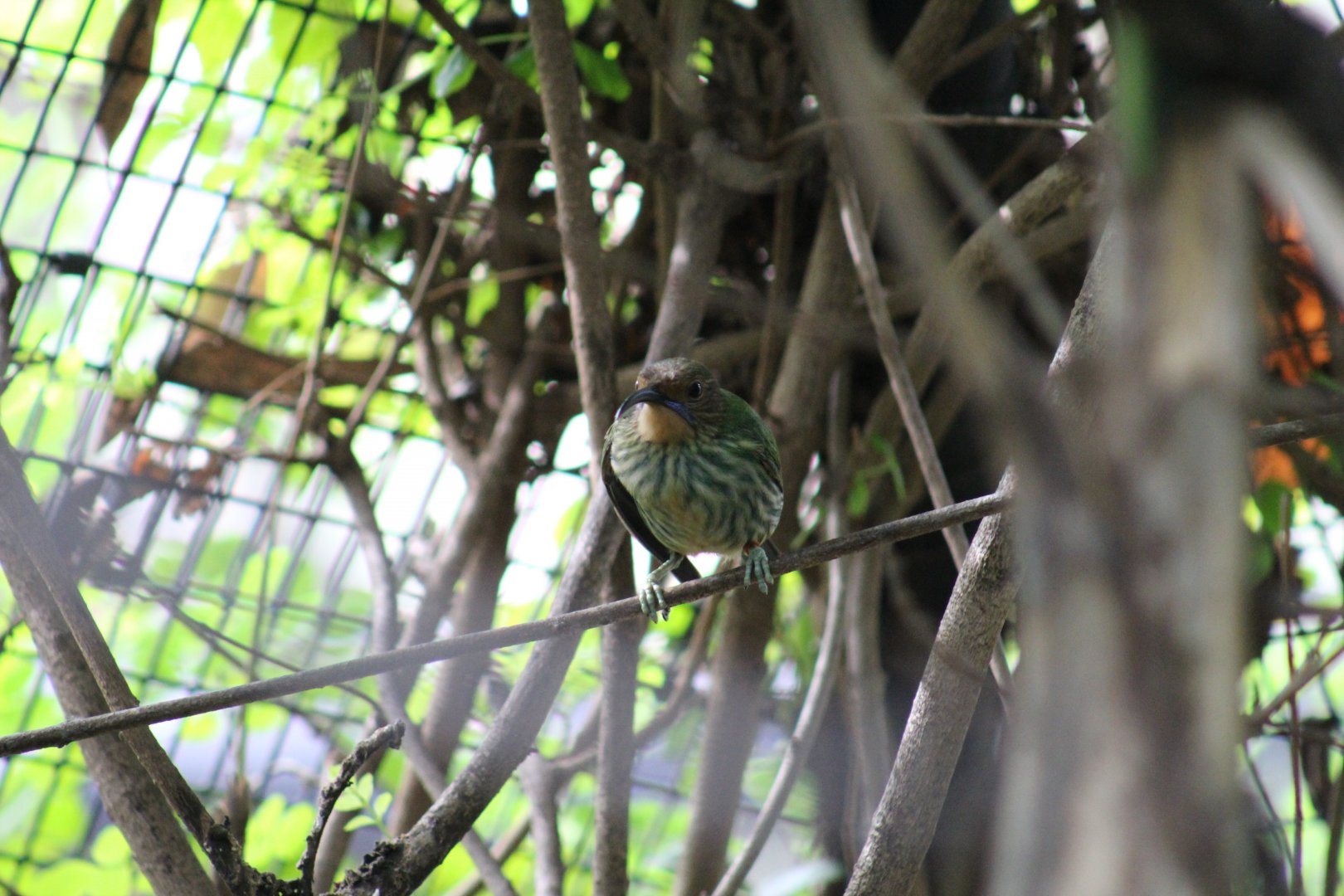 Female Purple Honeycreeper