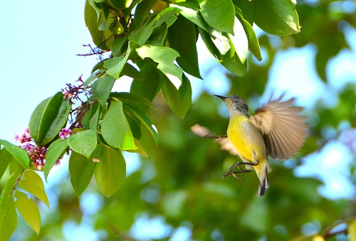 Female Purple-rumped sunbird ?