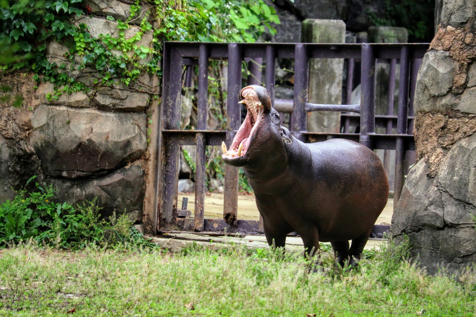 Female Pygmy Hippopotamus