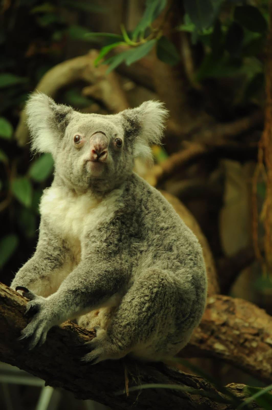 Female queensland koala (Phascolarctos cinereus adustus)