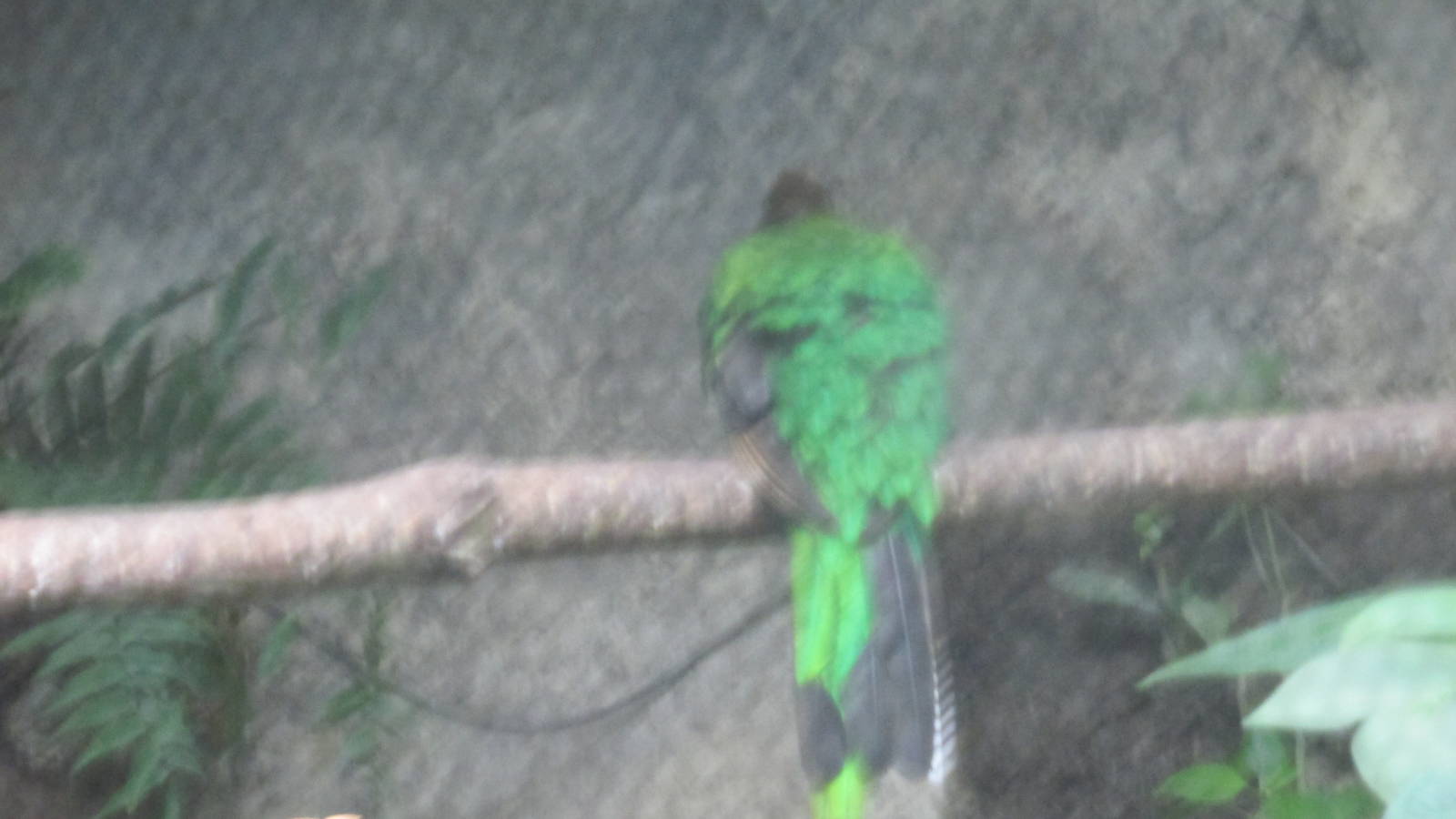 female quetzal zoomat