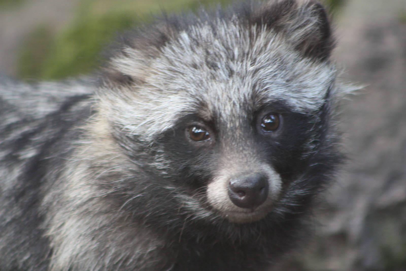 Female Raccoon Dog, 17th August 2014