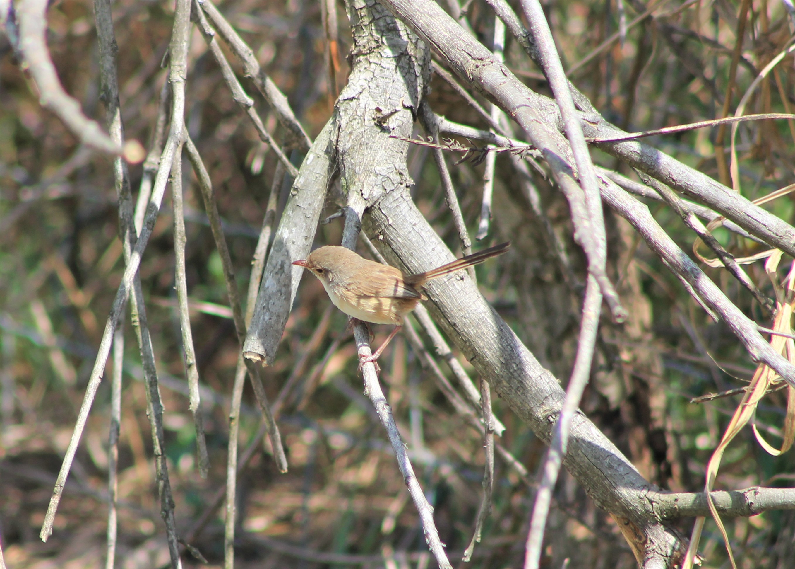 female Red-backed Fairy Wren (Malurus melanocephala)