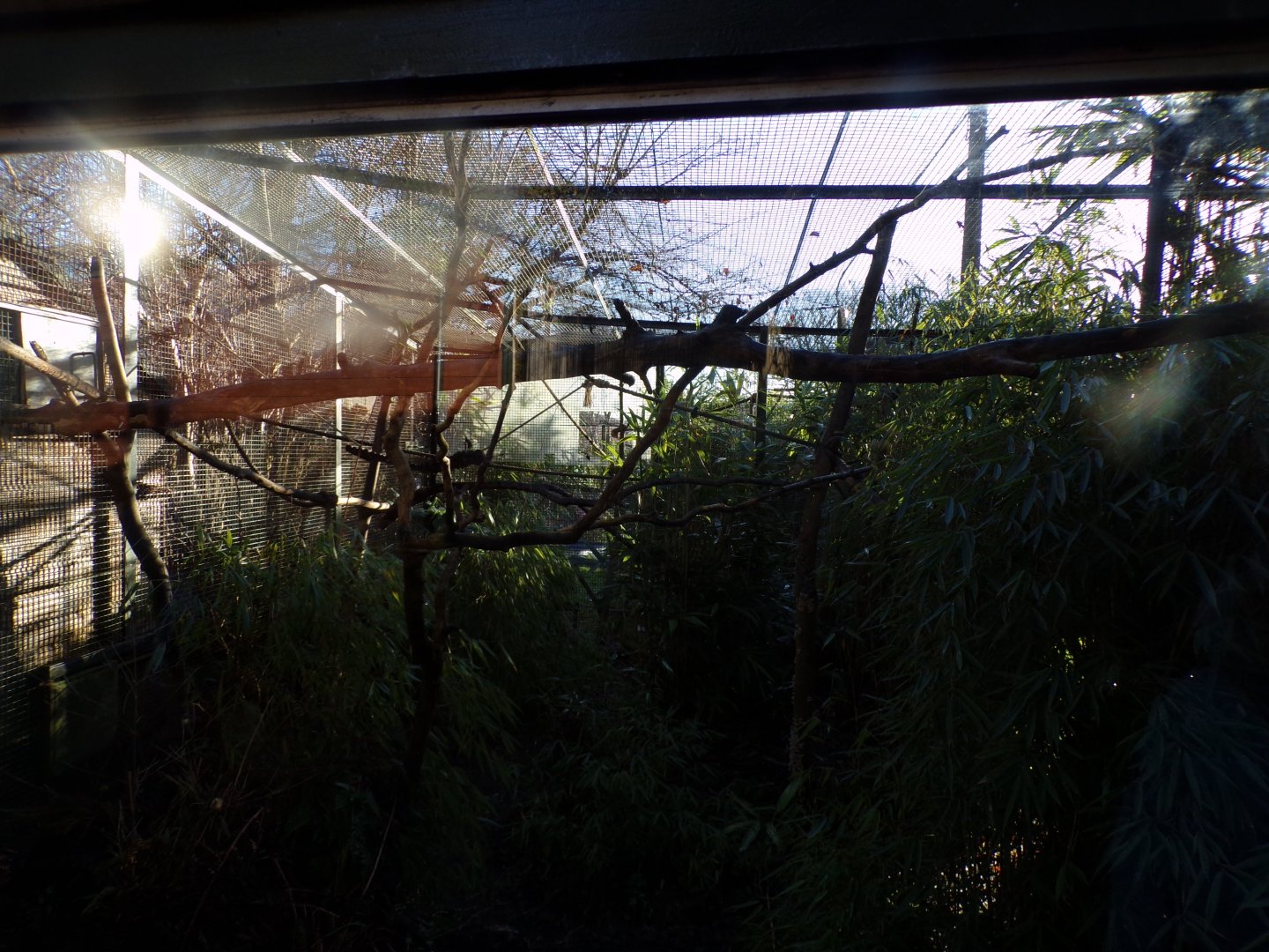 Female Red-bellied lemur enclosure 1.1.24