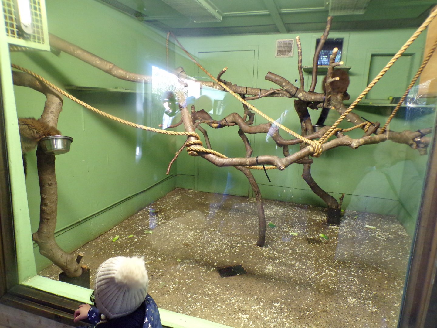 Female red-bellied lemur indoors 1.1.24