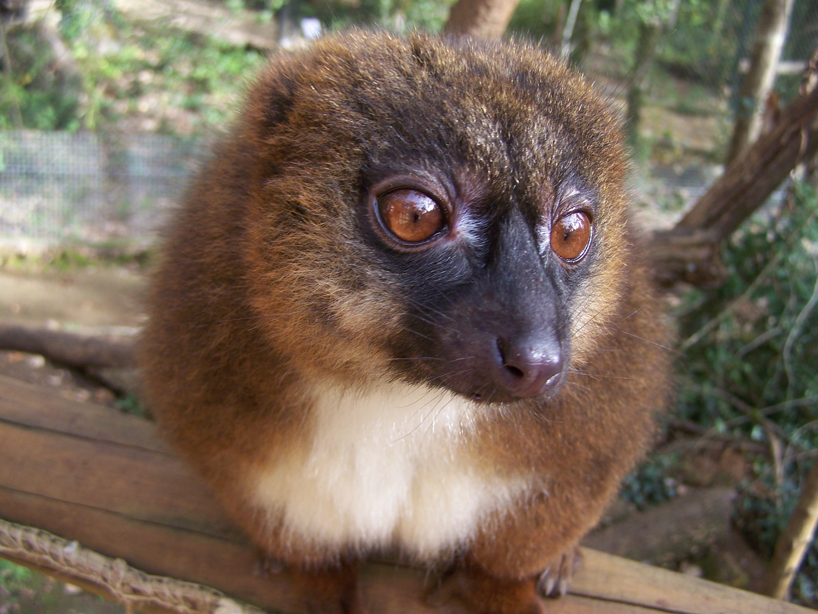 female red-bellied lemur
