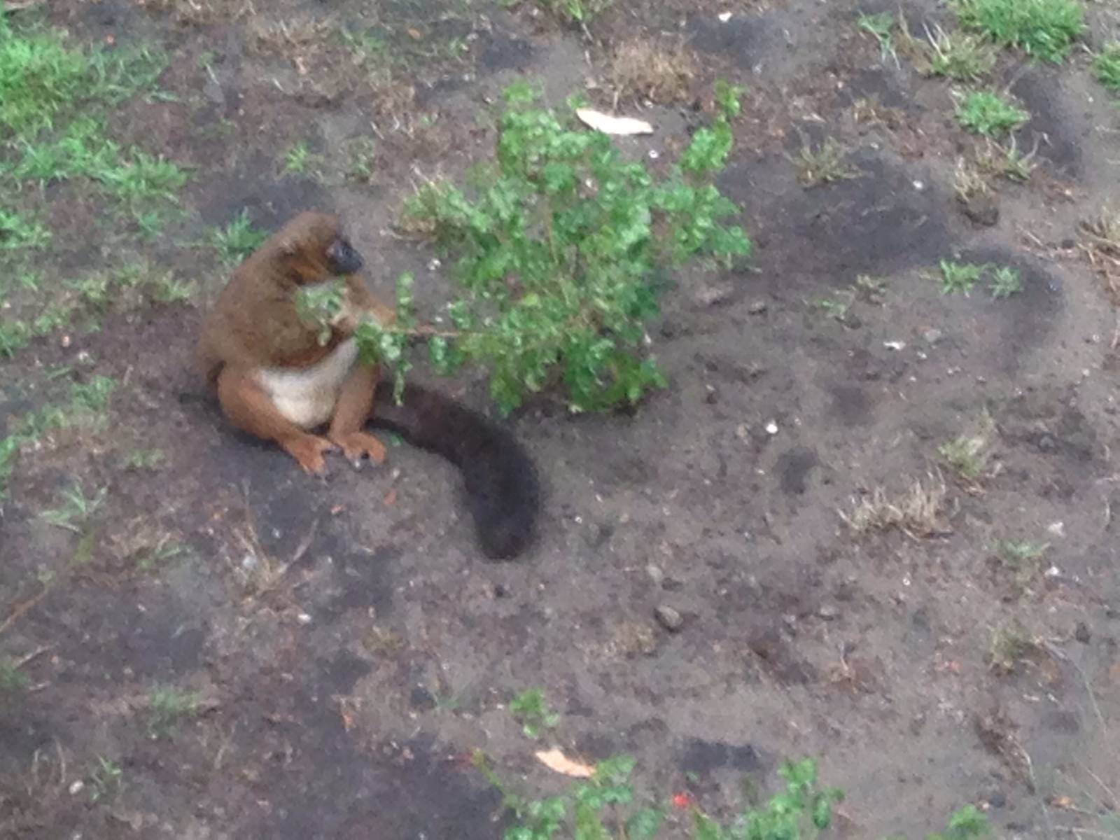 female Red Bellied Lemur