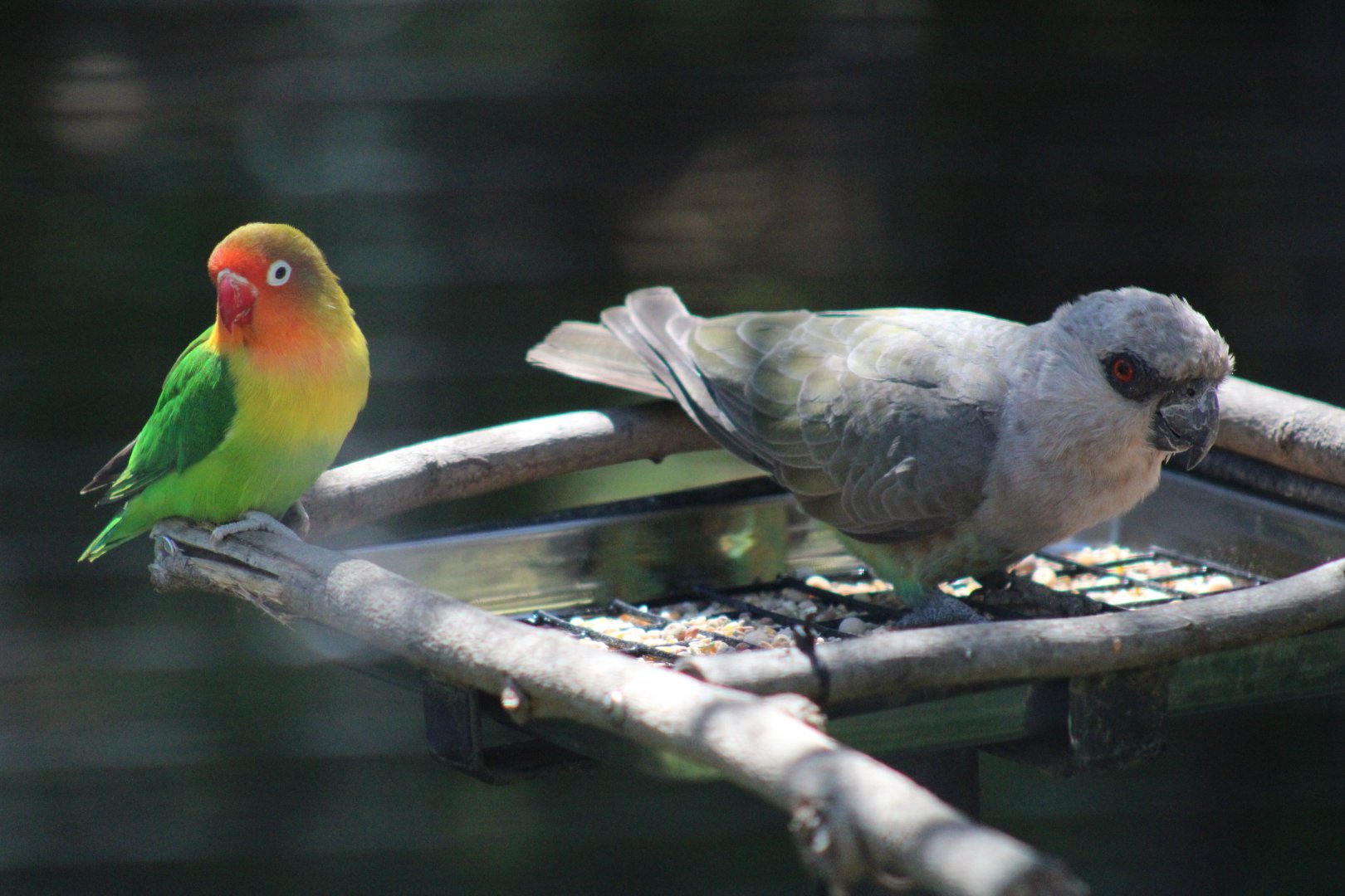 Female Red-bellied Parrot & Fischer's Lovebird [May 11, 2022]