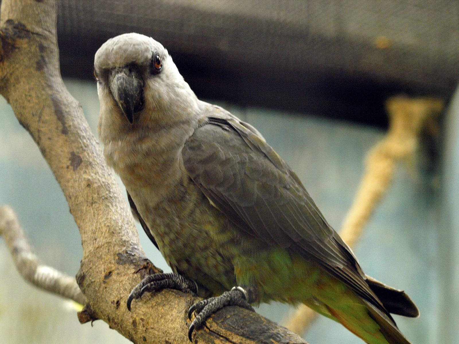 female Red-bellied Parrot (Poicephalus rufiventris)