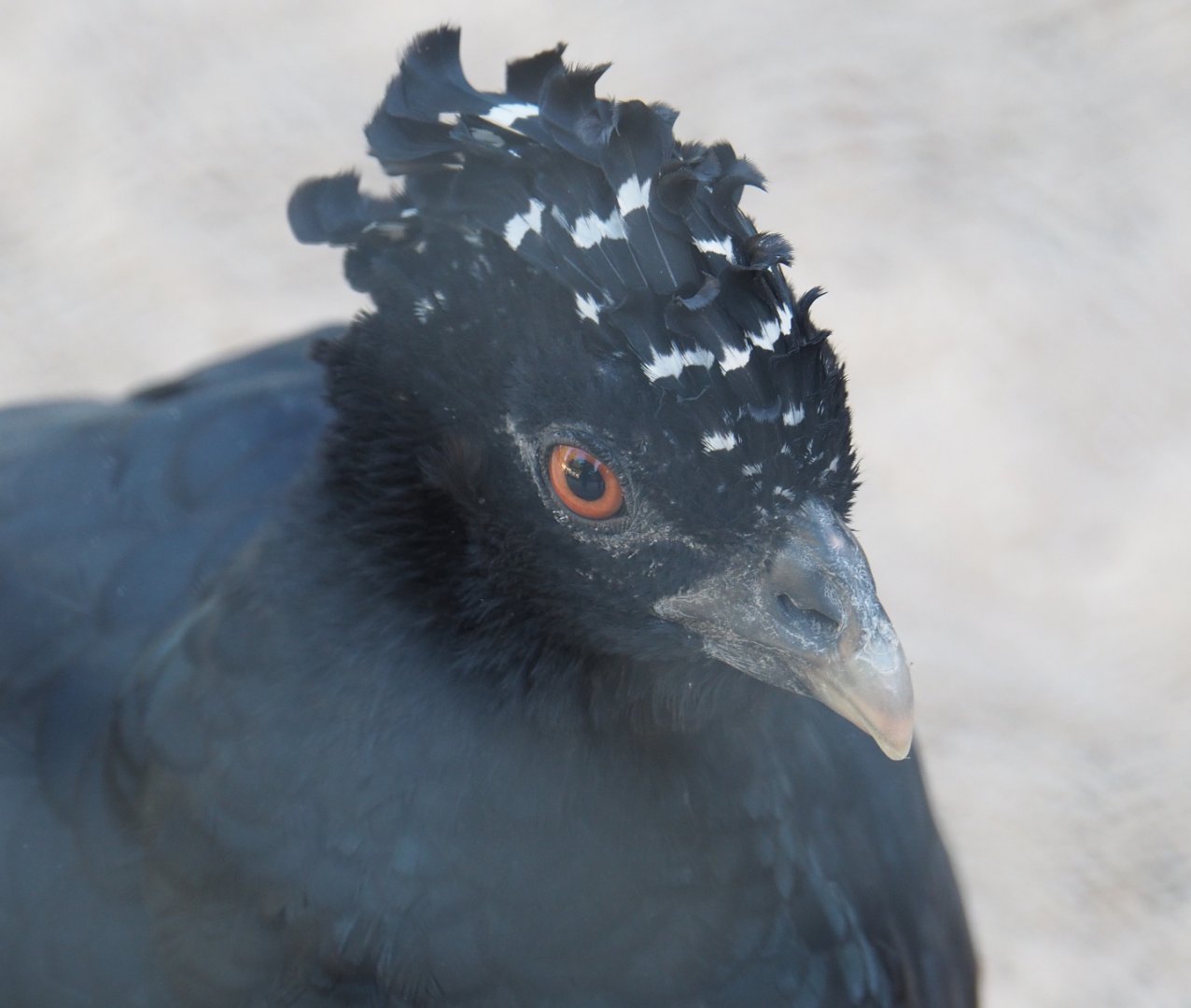 Female Red-billed curassow (Crax blumenbachii), 2020-09-20