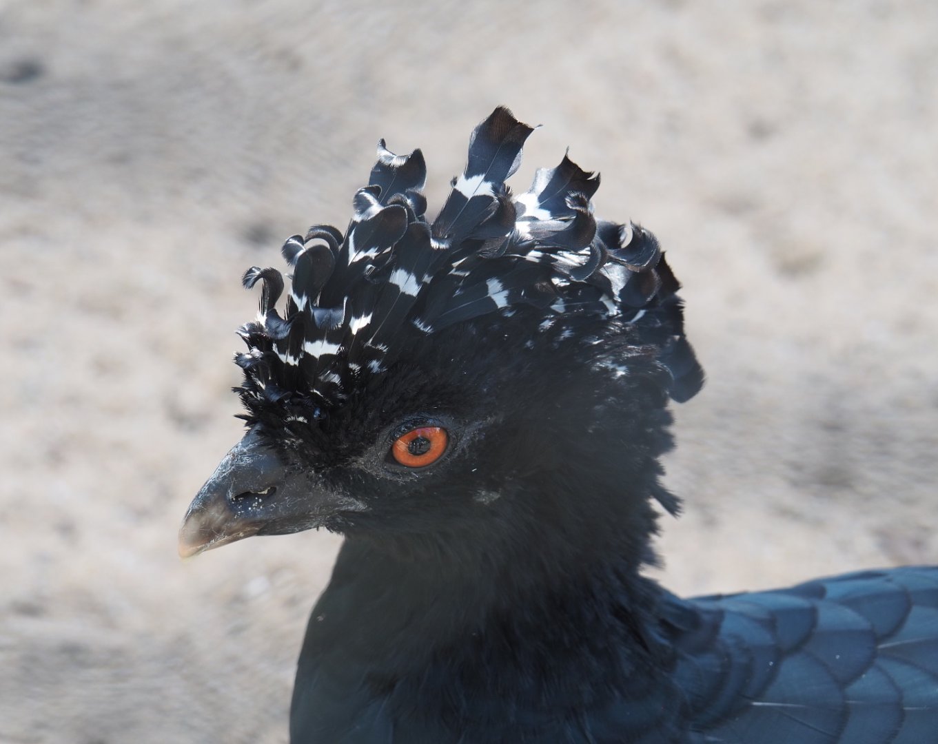 Female Red-billed curassow (Crax blumenbachii), 2021-07-17