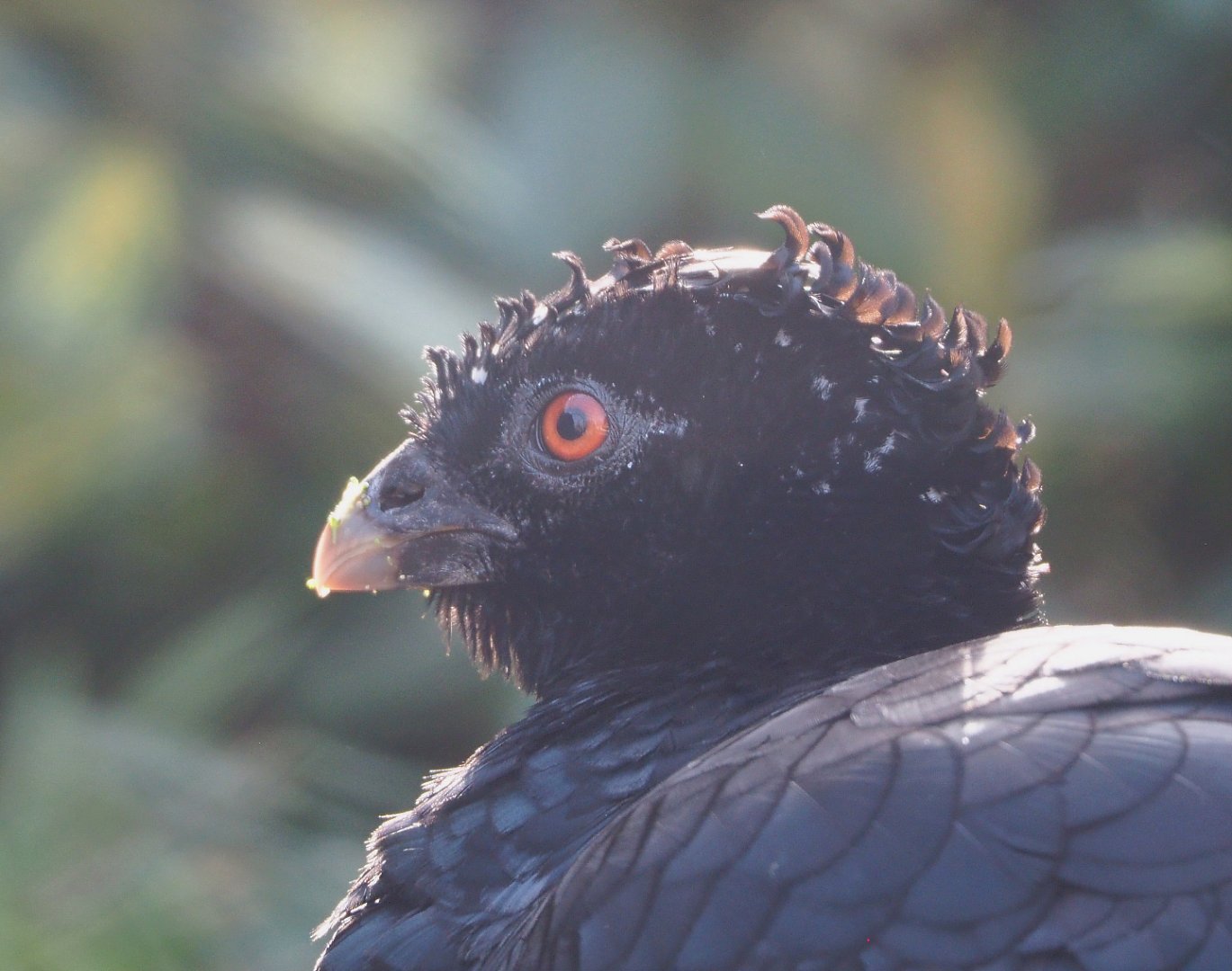 Female Red-billed curassow (Crax blumenbachii), 2022-03-16