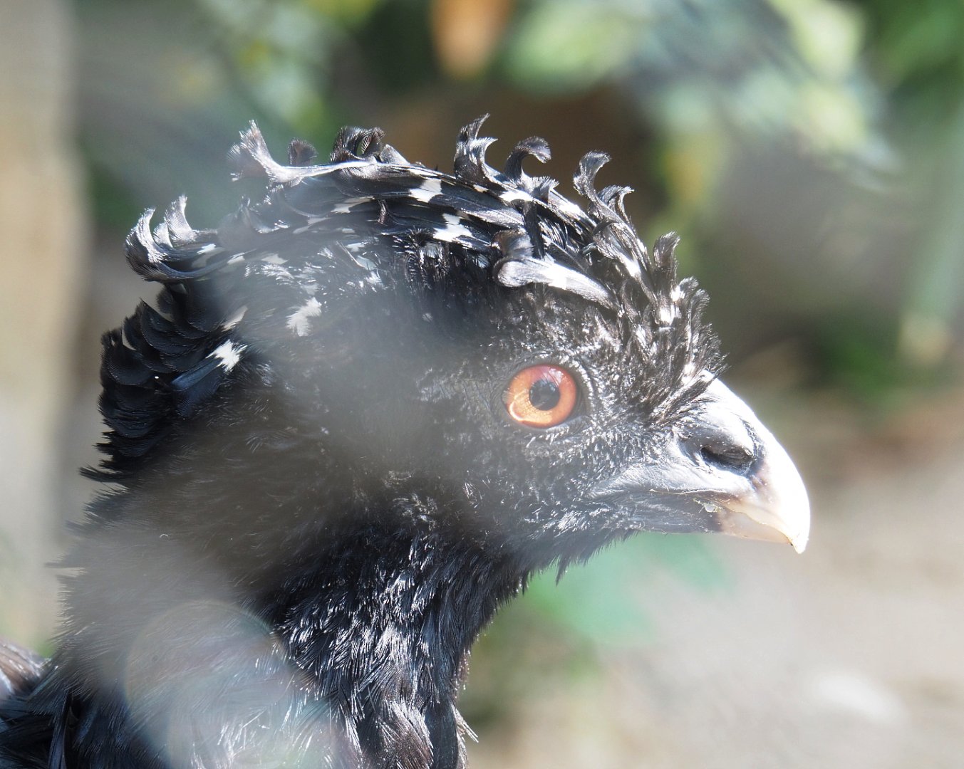 Female Red-billed curassow (Crax blumenbachii), 2022-05-26