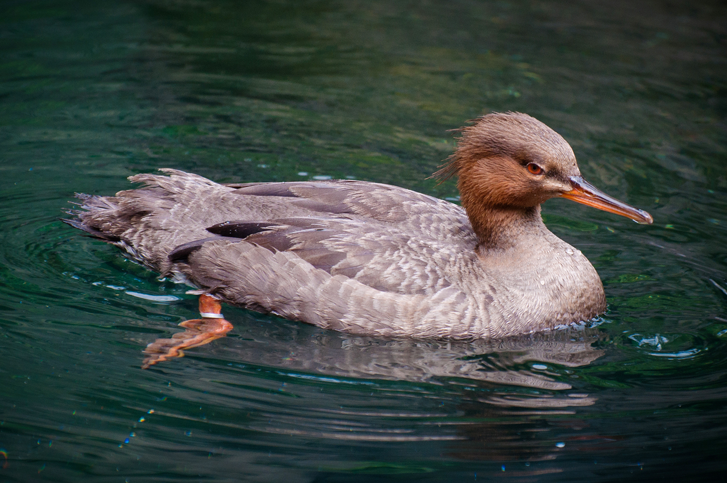 Female Red-breasted Merganser (Mergus serrator)