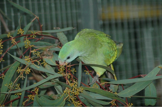 Female Red-capped Parrot