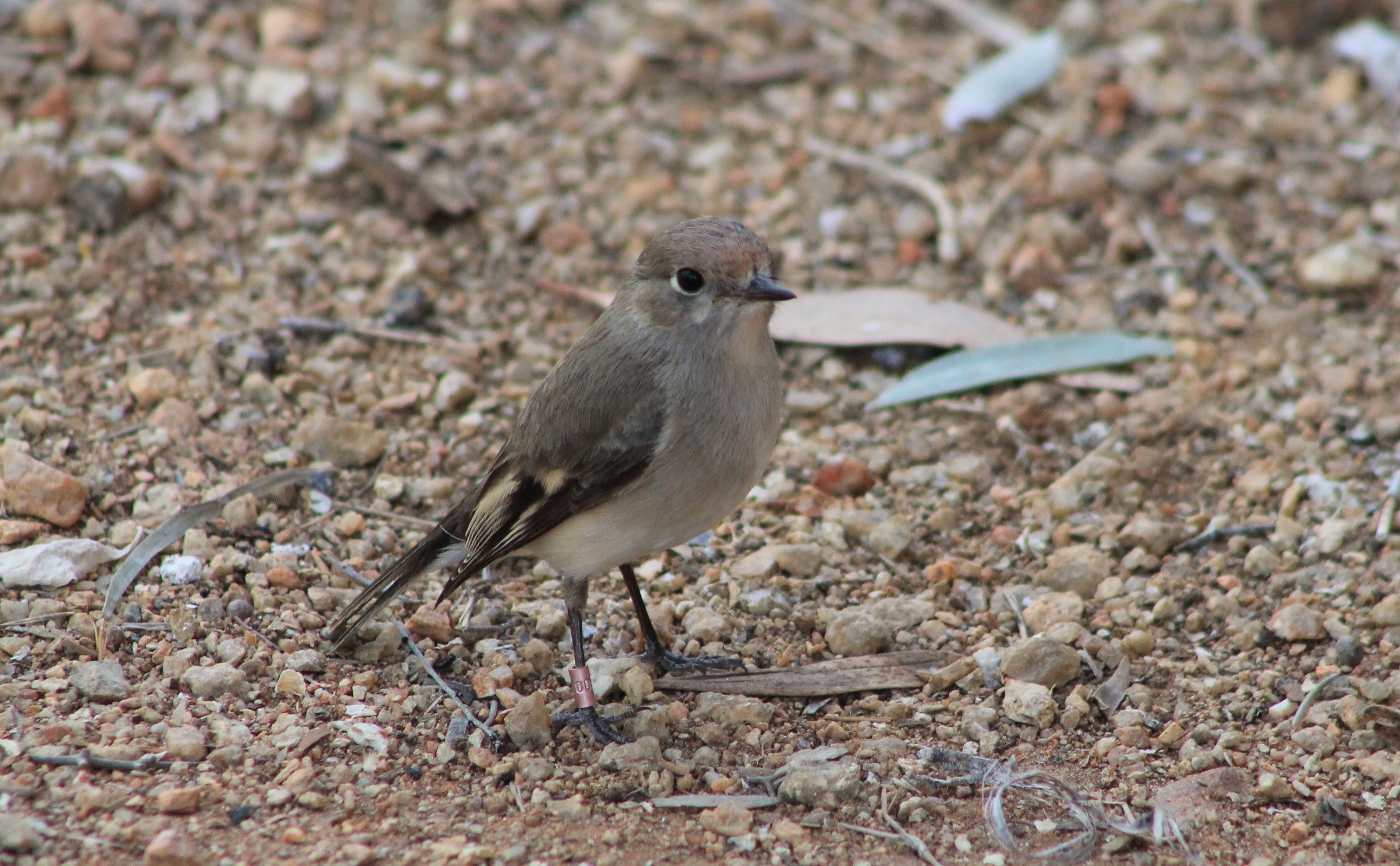 female Red-capped Robin (Petroica goodenovii)