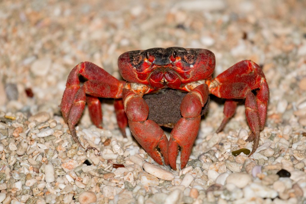 Female Red Crab with egg mass