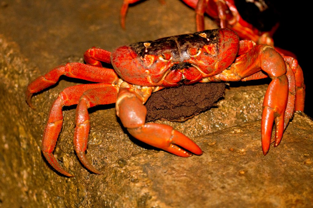 Female Red Crab with egg mass